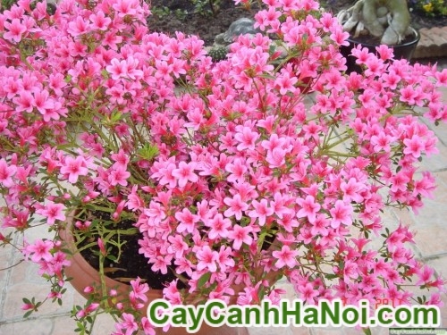 Hoa Đỗ Quyên 6 Cây Hoa Đỗ Quyên