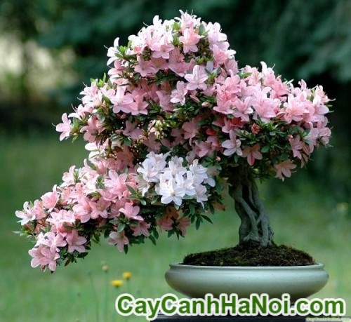 Hoa Đỗ Quyên 8 Cây Hoa Đỗ Quyên