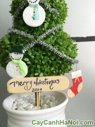 Cây May Mắn Cây Thông Noel Bình Sứ