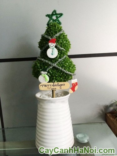 Cây May Mắn Cây Thông Noel Bình Sứ