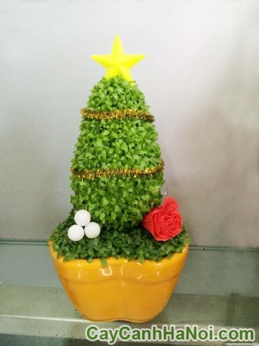 Cây May Mắn Cây Thông Noel Chậu Trái Tim