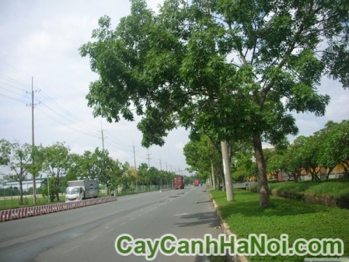  Những quy luật cần lưu ý khi trồng cây trên đường phố