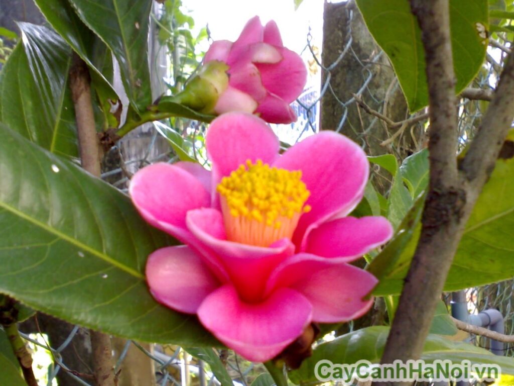 Cây hải đường 8 cây hoa hải đường
