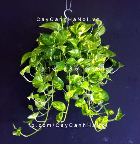 cay-trau-ba-chau-treo