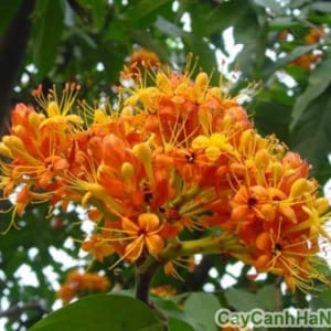 TỨ TUYỆT HOA - Page 23 Y-nghia-hoa-vang-anh-500x375-300x300