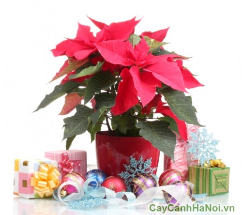 christmas-decoration-with-flowers