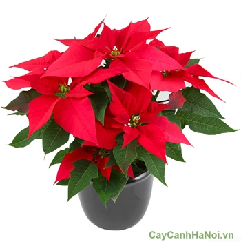 poinsettia-potted