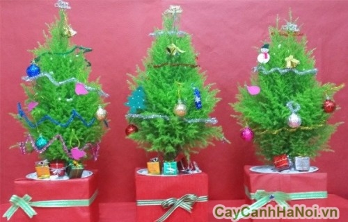 ro-mot-tang-qua-noel-bang-cay-thong-mini-hinh-anh-4_bhvg