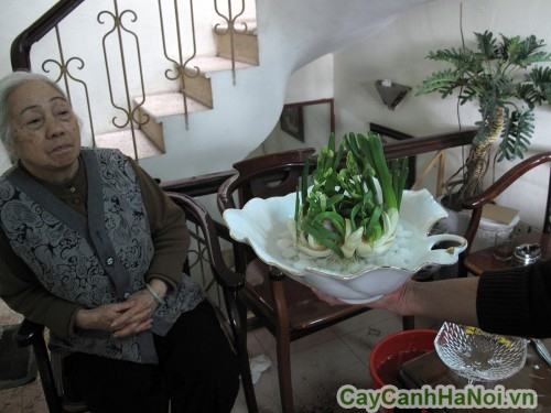 Hoa Thủy Tiên 7 hoa thủy tiên