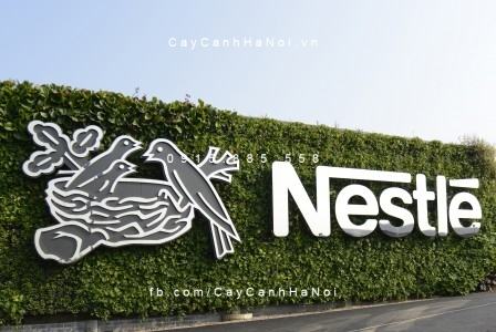 Nestle-vuon-thang-dung-6