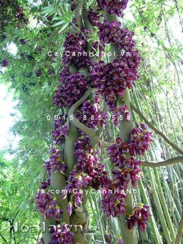 Hoa leo Huyết long - cây dây leo thân hóa gỗ