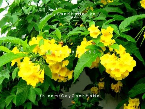 Cây chuông vàng 1