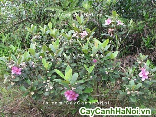 Cây hoa kim đào nương Calycina 2