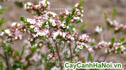 Cây hoa kim đào nương Calycina