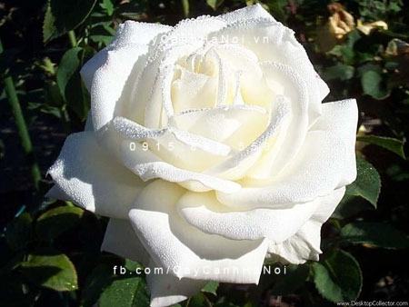 Cây hồng nhung trắng 2