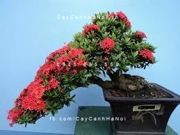 Cây trang đỏ tạo hình 2