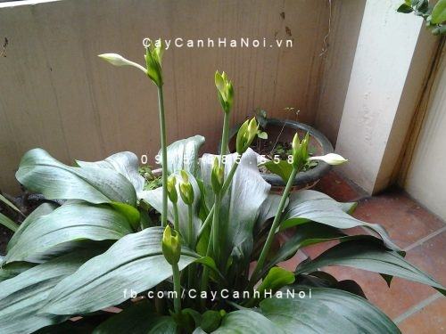 Cây tặng giáng sinh noel