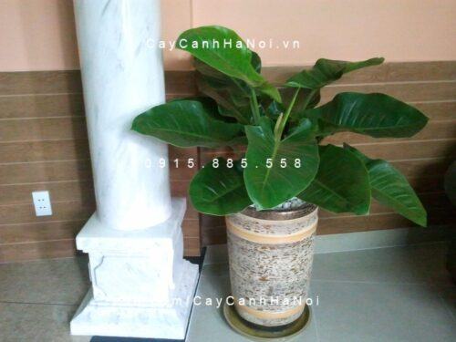 Cây đại đế xanh 1
