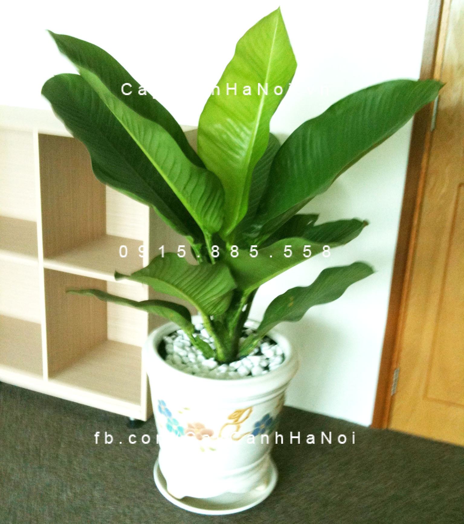 Cây đại đế xanh 2