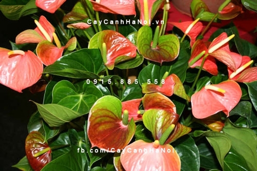 Hoa tiểu hồng môn 