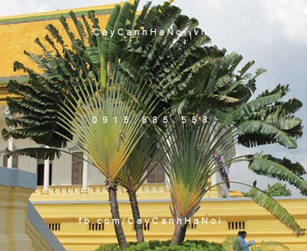 cây chuối rẽ quạt (2)