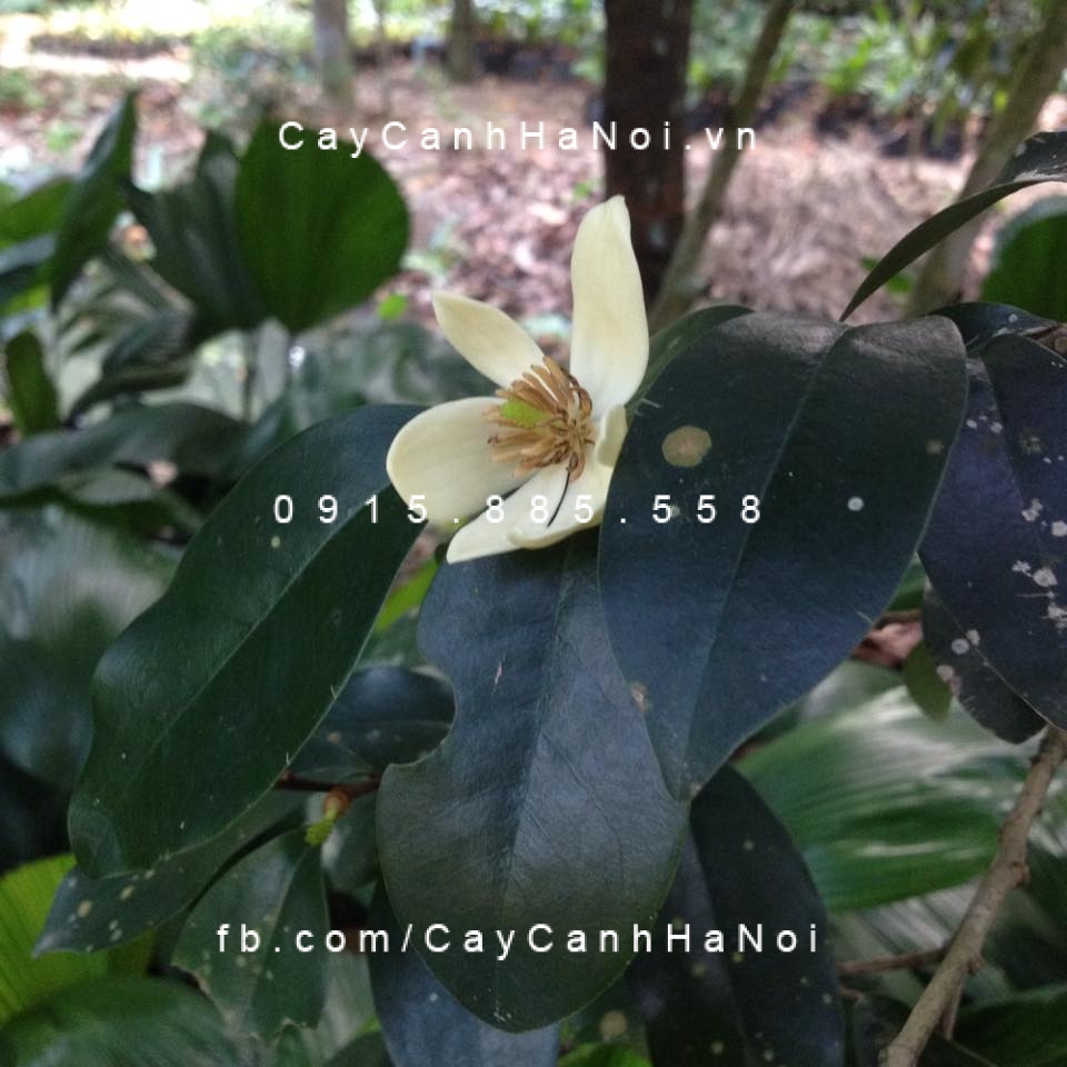 cây hàm tiếu hoa trắng thơm (2)