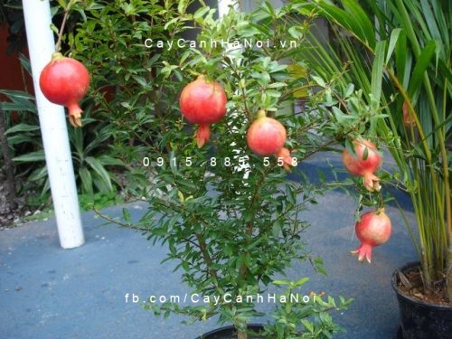 cây lựu kiểng (ăn trái được) (1)