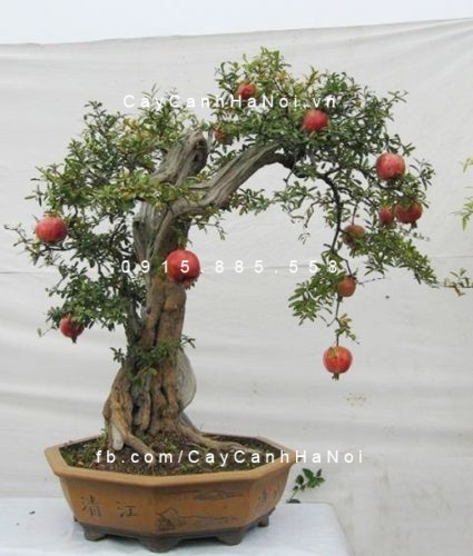 cây lựu kiểng (ăn trái được) (4)
