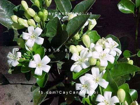 cây nguyệt quế tự nhiên cây lớn (4)