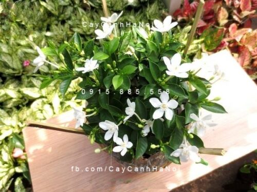 Cây mai vạn phúc
