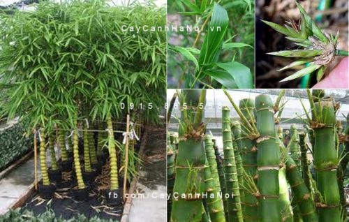 cây trúc quan âm ngoại thất