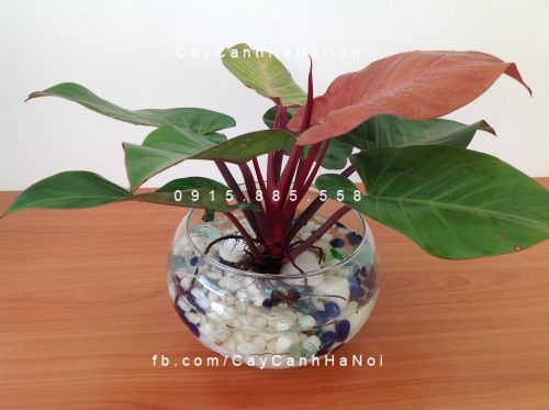 cây đại đế đỏ 1