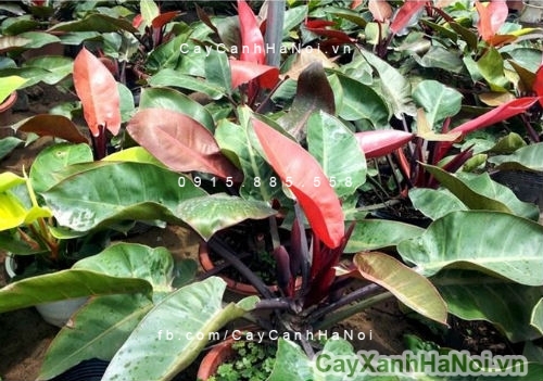 cây đại đế đỏ 2