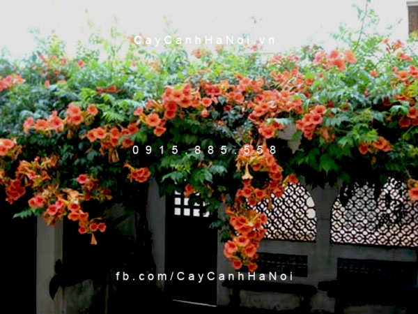 cây hoa đăng tiêu độc đáo