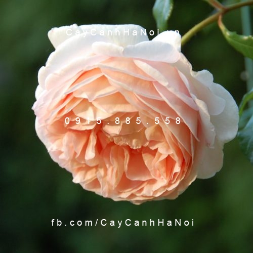 Hình ảnh hoa hồng Abraham Darby Tree Rose
