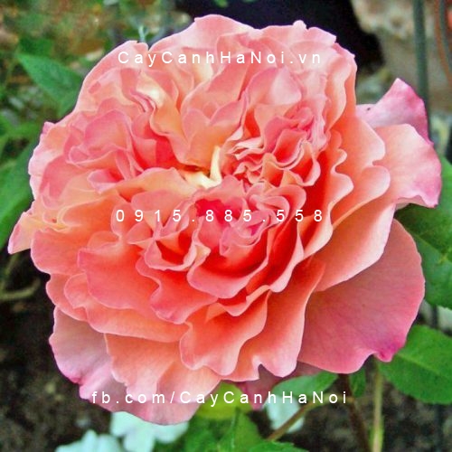 Hình ảnh hoa hồng Augusta Luise Tree Rose
