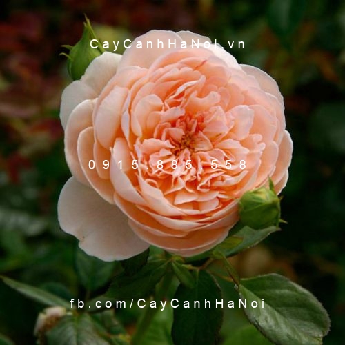 Hình ảnh hoa hồng Ambridge