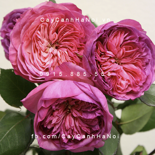 Hình ảnh hoa hồng Baronesse Rose