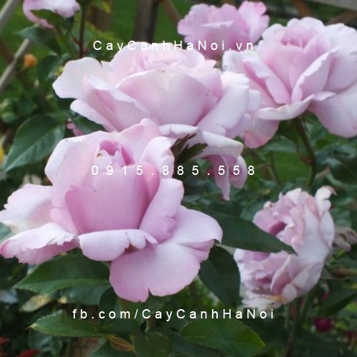 Hình ảnh hoa hồng Du Petit Prince