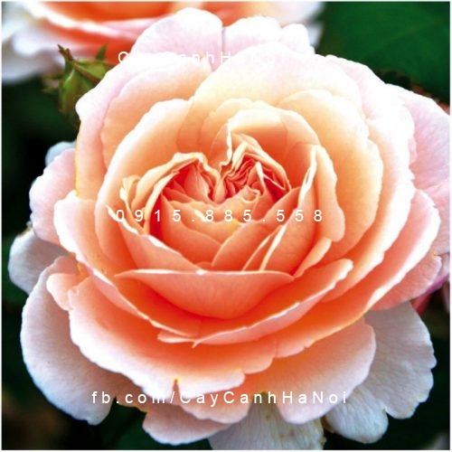 Hình ảnh hoa hồng Duftjuwel
