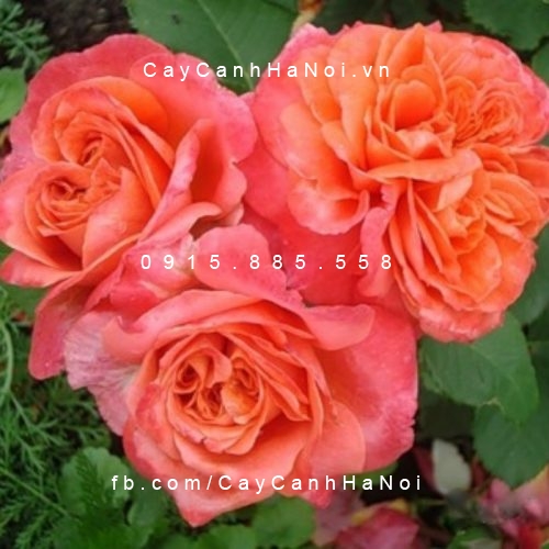 Hình ảnh hoa hồng Emilien De Guillot