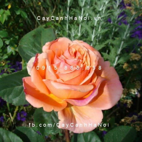 Hình ảnh hoa hồng Estruca