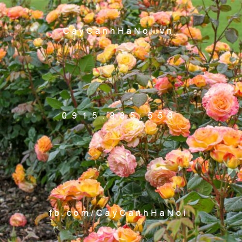Hình ảnh hoa hồng Garden Delight