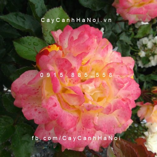 Hình ảnh hoa hồng Lampion