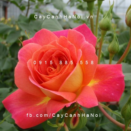 Hình ảnh hoa hồng Midsummer