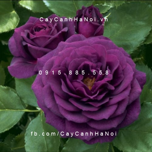 Hình ảnh hoa hồng Midnight blue