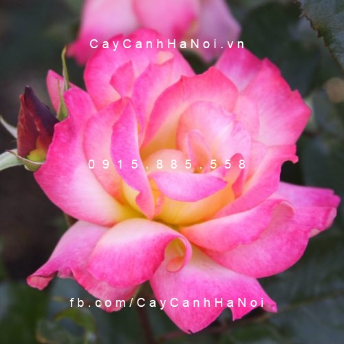 Hình ảnh hoa hồng Rainbow Sorbet