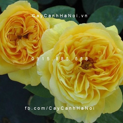 Hình ảnh hoa hồng Souvenir de Marcel Proust