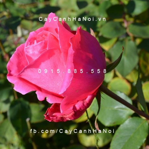 Hình ảnh hoa hồng Susan Hampshire