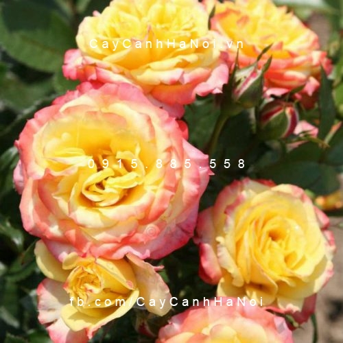 Hình ảnh hoa hồng Tropical Clementine